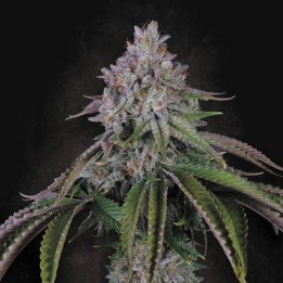 Paradise Seeds Semillas de marihuana feminizadas Velvet Mist