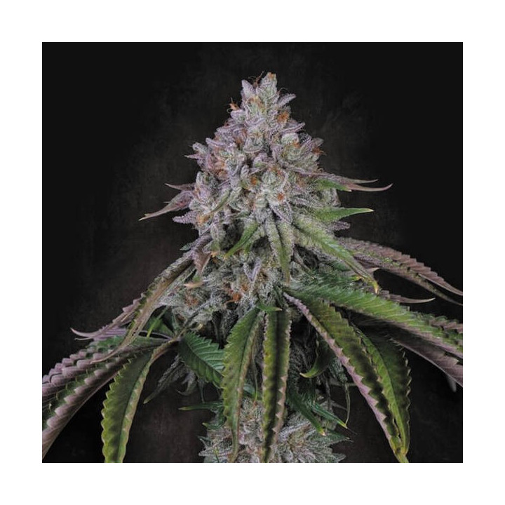 Paradise Seeds Semillas de marihuana feminizadas Velvet Mist