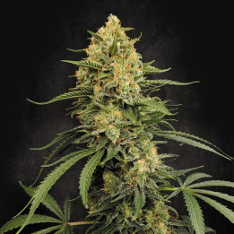 Paradise Seeds Semillas de marihuana feminizadas Zesty Bliss