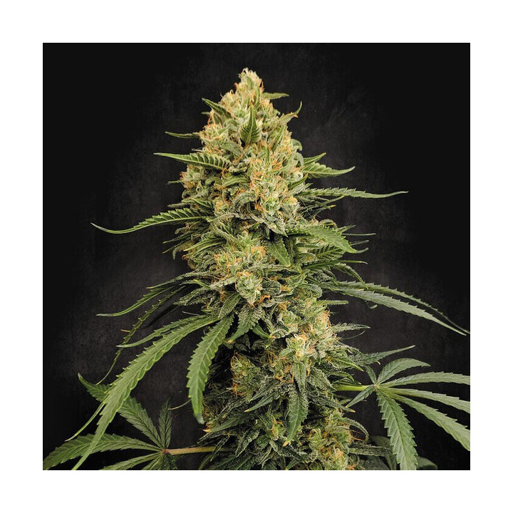 Paradise Seeds Semillas de marihuana feminizadas Zesty Bliss