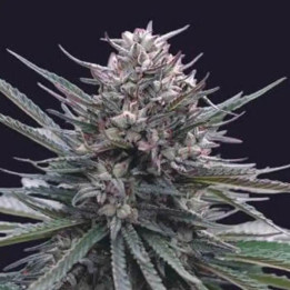 Genehtik Seeds Semillas de marihuana autoflorecientes Blubonik Auto