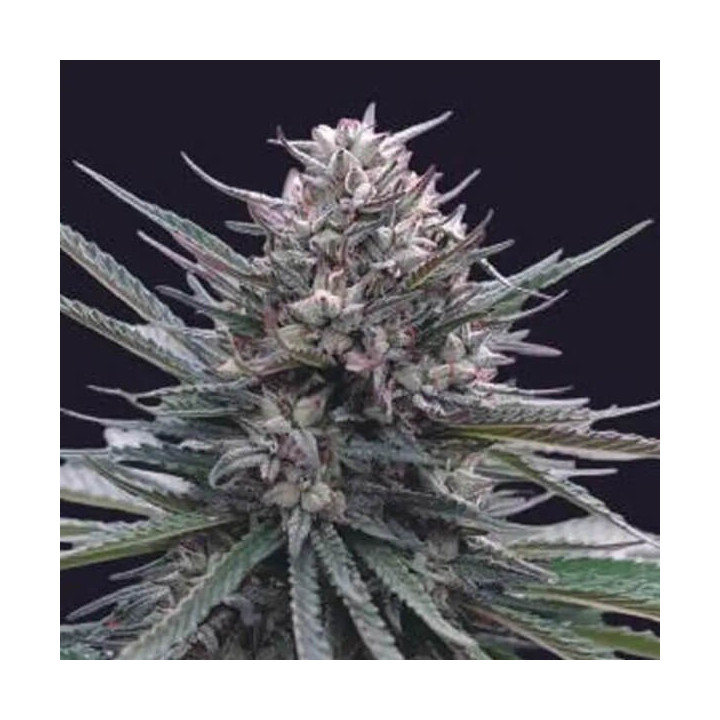 Genehtik Seeds Semillas de marihuana autoflorecientes Blubonik Auto