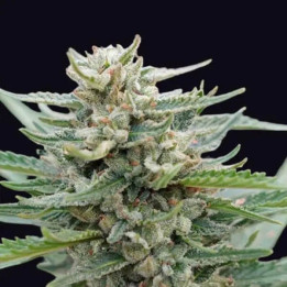 Genehtik Seeds Semillas de marihuana autoflorecientes Santa Maria Bilbo Auto