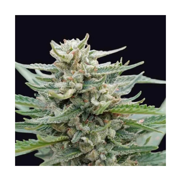 Genehtik Seeds Semillas de marihuana autoflorecientes Santa Maria Bilbo Auto