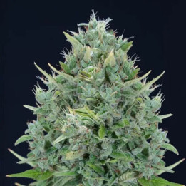 Genehtik Seeds Semillas de marihuana autoflorecientes Txomango Auto