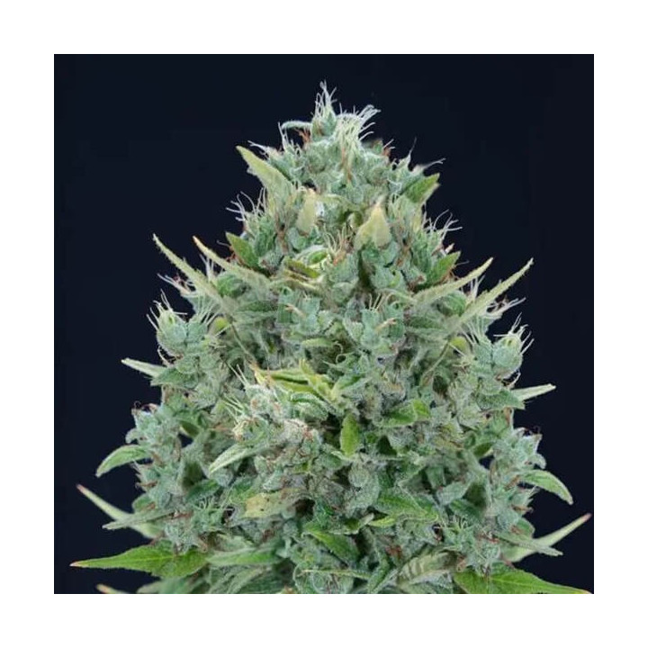 Genehtik Seeds Semillas de marihuana autoflorecientes Txomango Auto