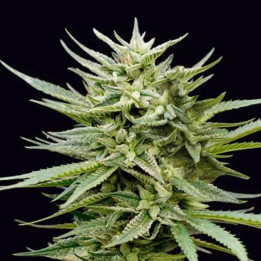 Genehtik Seeds Semillas de marihuana feminizadas Euskal Mandarine
