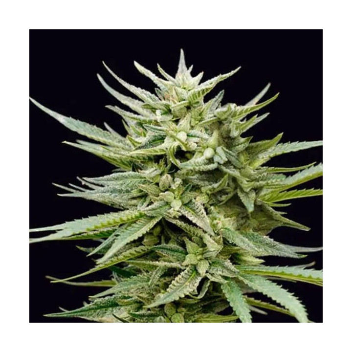 Genehtik Seeds Semillas de marihuana feminizadas Euskal Mandarine