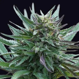 Genehtik Seeds Semillas de marihuana feminizadas Girl Scout Cookies