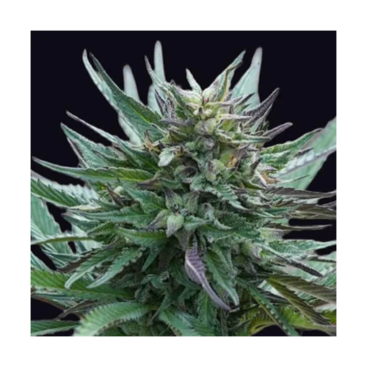 Genehtik Seeds Semillas de marihuana feminizadas Girl Scout Cookies