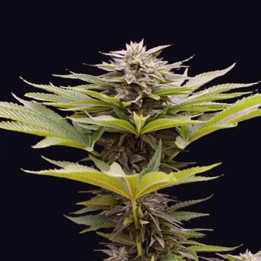 Genehtik Seeds Semillas de marihuana feminizadas Karamelua Bilbo