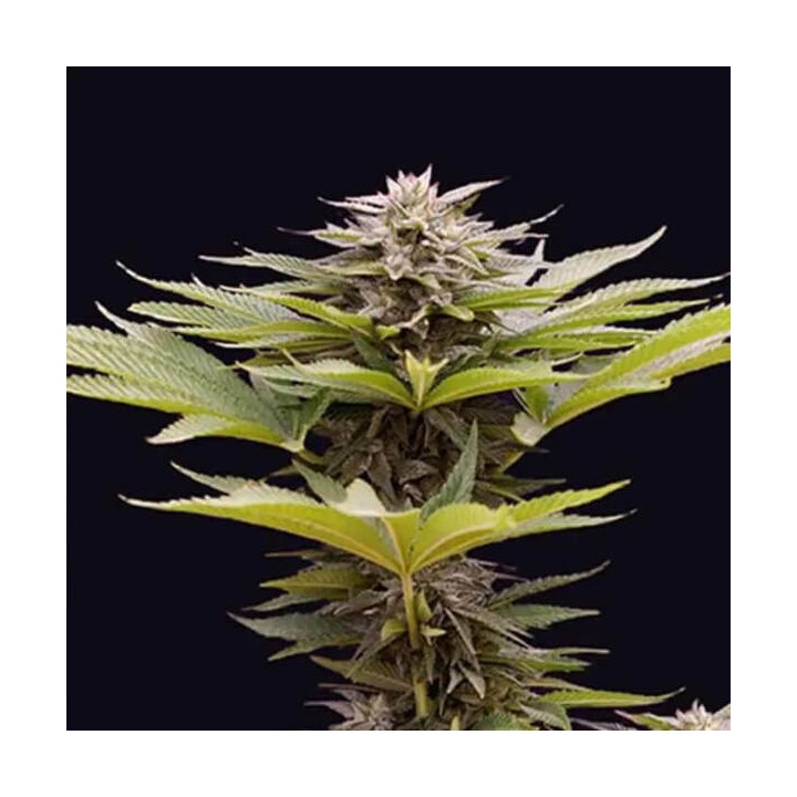 Genehtik Seeds Semillas de marihuana feminizadas Karamelua Bilbo
