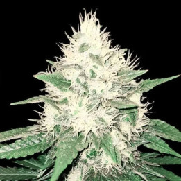 Genehtik Seeds Semillas de marihuana feminizadas Tahoe Bilbo