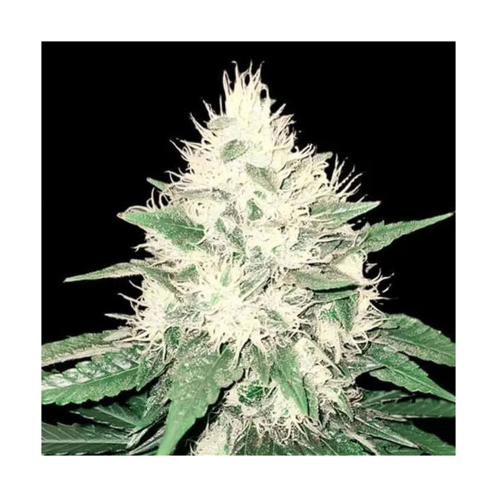 Genehtik Seeds Semillas de marihuana feminizadas Tahoe Bilbo