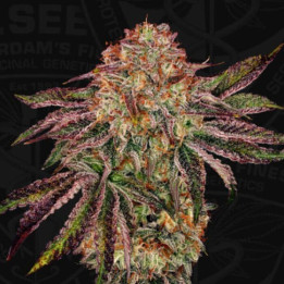 T.H Seeds Semillas de marihuana feminizadas BubbleGummiez