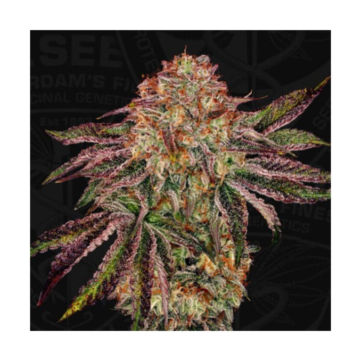 T.H Seeds Semillas de marihuana feminizadas BubbleGummiez