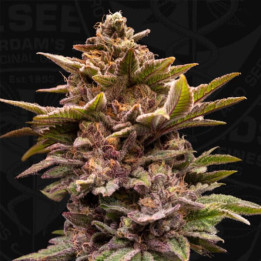 T.H Seeds Semillas de marihuana feminizadas Pure Lemon Cherry