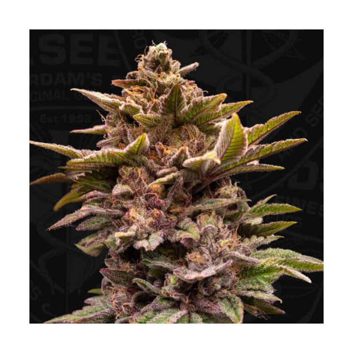 T.H Seeds Semillas de marihuana feminizadas Pure Lemon Cherry