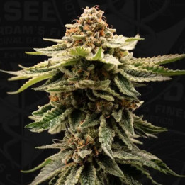 T.H Seeds Semillas de marihuana feminizadas Candy Belt