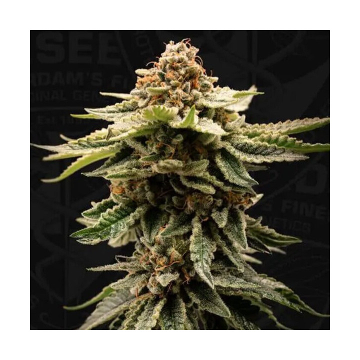 T.H Seeds Semillas de marihuana feminizadas Candy Belt