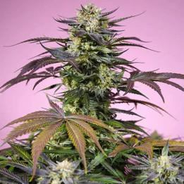 Sweet Seeds Semillas de marihuana feminizadas Gelonade