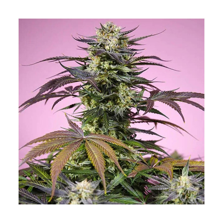 Sweet Seeds Semillas de marihuana feminizadas Gelonade