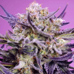 Sweet Seeds Semillas de marihuana feminizadas Pink Guava F1 Fast Version