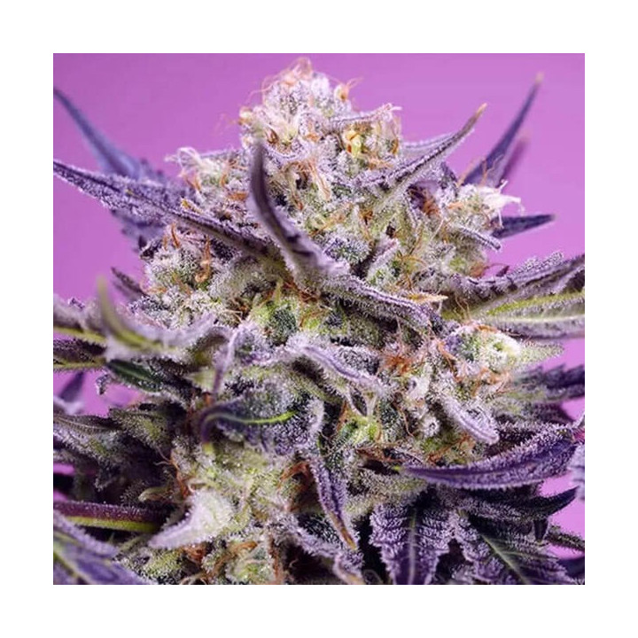 Sweet Seeds Semillas de marihuana feminizadas Pink Guava F1 Fast Version