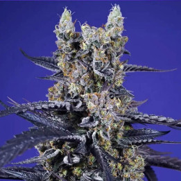 Sweet Seeds Semillas de marihuana autoflorecientes Super Boof XL Auto