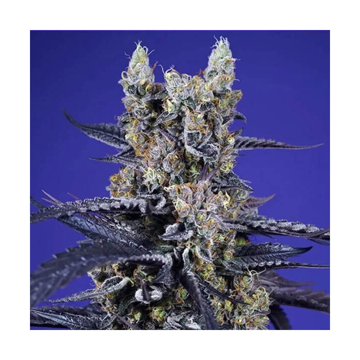 Sweet Seeds Semillas de marihuana autoflorecientes Super Boof XL Auto