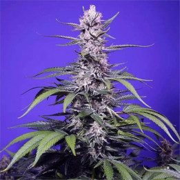Sweet Seeds Semillas de marihuana autoflorecientes Permanent Marker XL Auto