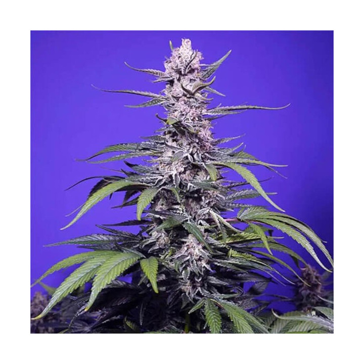 Sweet Seeds Semillas de marihuana autoflorecientes Permanent Marker XL Auto