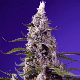 Sweet Seeds Semillas de marihuana autoflorecientes Banana Cream Cake XL Auto