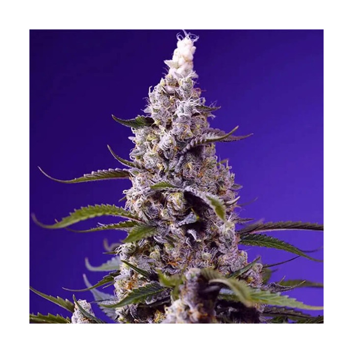 Sweet Seeds Semillas de marihuana autoflorecientes Banana Cream Cake XL Auto