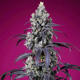 Sweet Seeds Semillas de marihuana autoflorecientes Tropicanna Cherry XL Auto