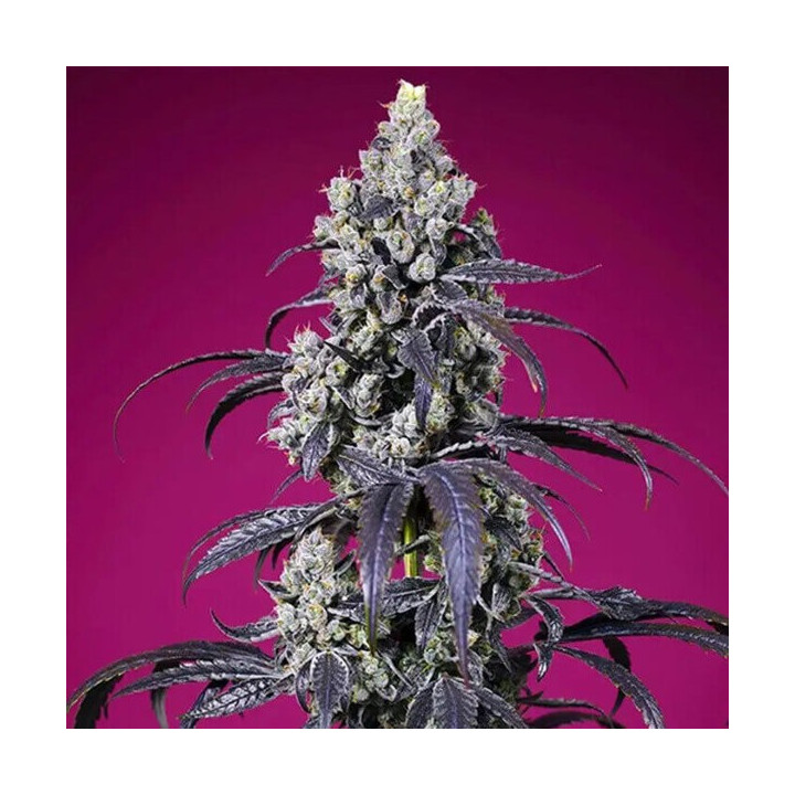 Sweet Seeds Semillas de marihuana autoflorecientes Tropicanna Cherry XL Auto