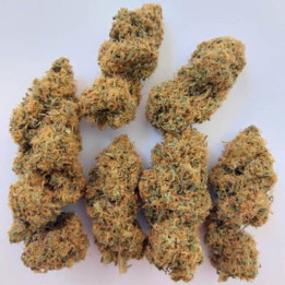 Ace Seeds Semillas de marihuana regulares Magic Carrot