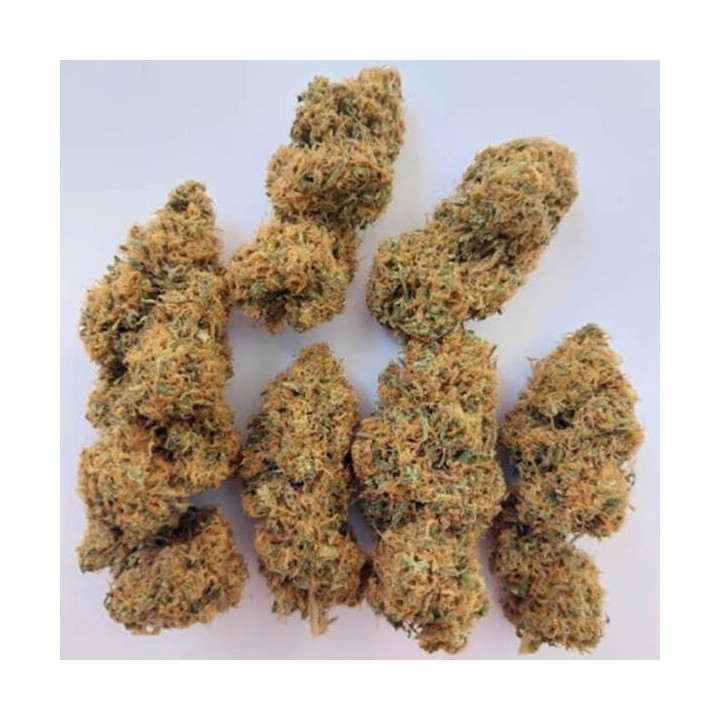 Ace Seeds Semillas de marihuana regulares Magic Carrot