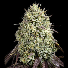 Semillas feminizadas de marihuana Georgia Pie de Advanced Seeds