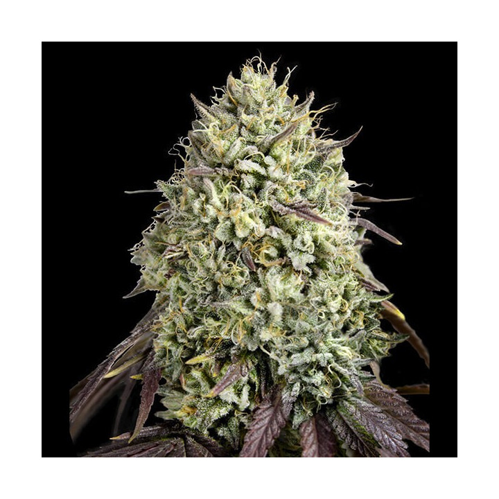Semillas feminizadas de marihuana Georgia Pie de Advanced Seeds