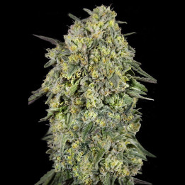 Semillas feminizadas de marihuana Papaya Triploid de Advanced Seeds