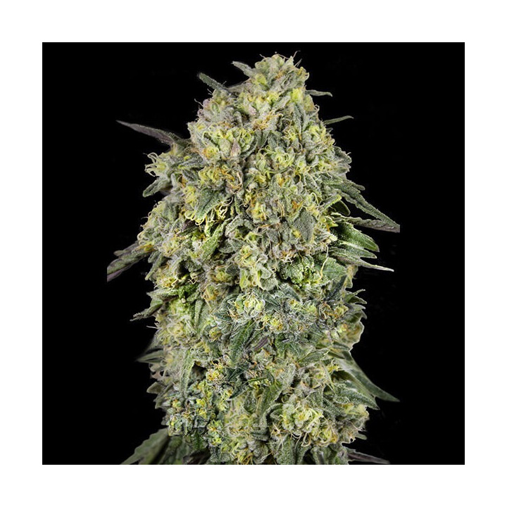 Semillas feminizadas de marihuana Papaya Triploid de Advanced Seeds