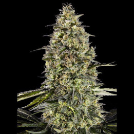 Semillas feminizadas de marihuana  Runtz Triploid de Advanced Seeds