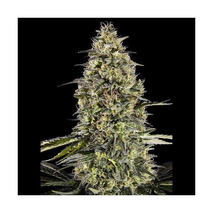 Semillas feminizadas de marihuana  Runtz Triploid de Advanced Seeds