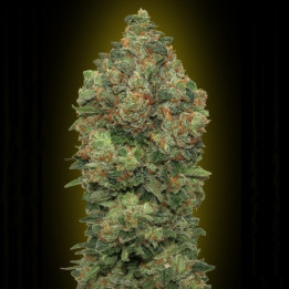 Auto Critical Soma (Advanced Seeds)