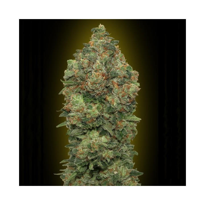 Auto Critical Soma (Advanced Seeds)