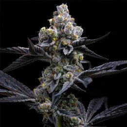 Semillas feminizadas de marihuana Garlic Cookies de Barney's Farm