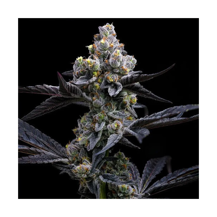 Semillas feminizadas de marihuana Garlic Cookies de Barney's Farm