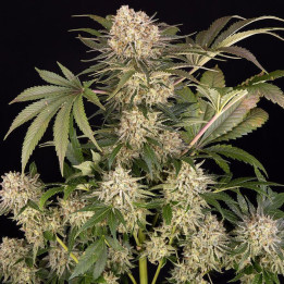 Semillas feminizadas de marihuana Ak de Barney's Farm