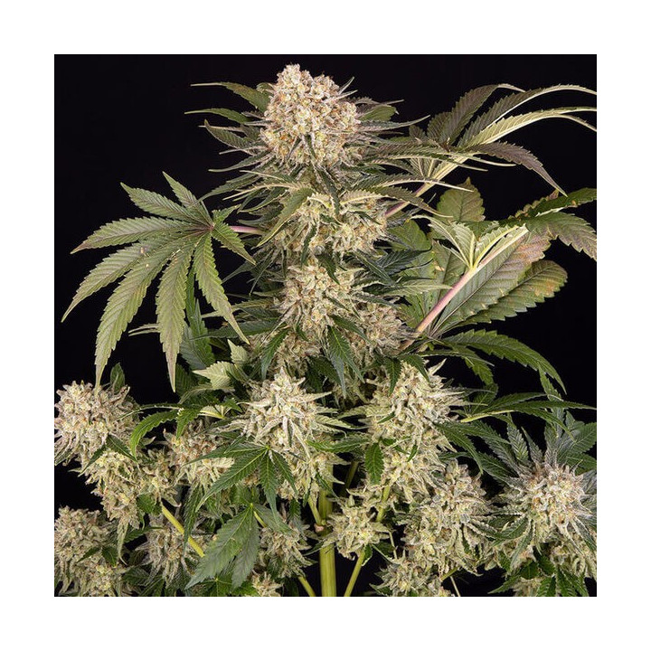 Semillas feminizadas de marihuana Ak de Barney's Farm
